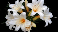 Акция «Цветы для Богородицы» пройдёт в Успенском храме